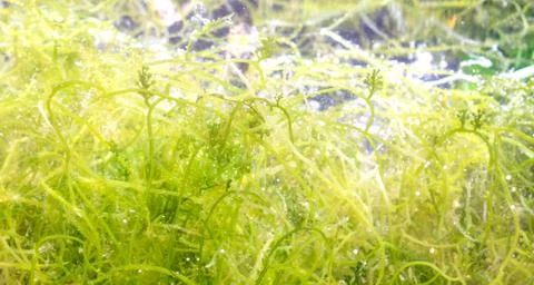 Green seaweed Stock-Fotos