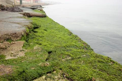 Green seaweed Stock Photos