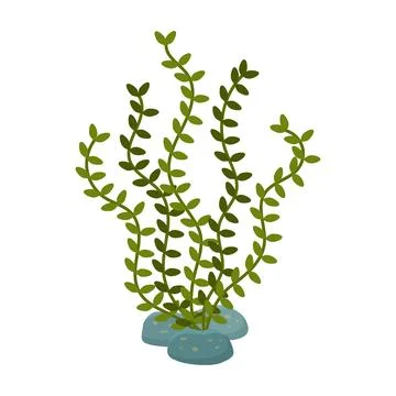 Green seaweed on a sandy patch. Stock Illustration