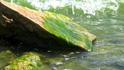 Green seaweed Ulva intestinalis (Enteromorpha intestinalis) growing on a ro.. Stock Footage 339903789