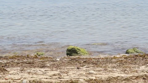 Green seaweed in water on beach Video stock 116733751