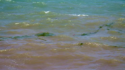 Green seaweeds dance gracefully on the sea's surface, creating a living mos.. Video stock 249804629