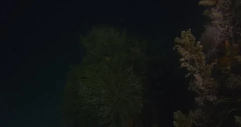 Green Seaweeds At Dusk In Temperate Waters, 8K Stock-Footage 331978767