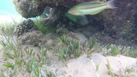 Green seaweeds on reef Stock Footage 85794669