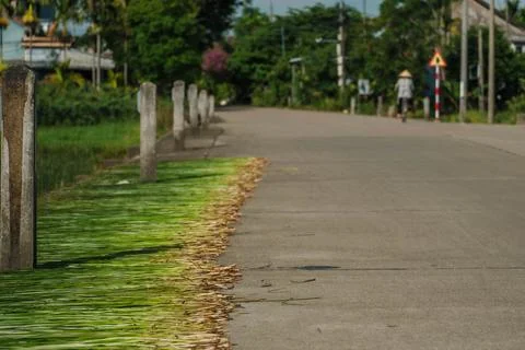 Green sedge grass drying on a roadside near concrete pillars Foto stock