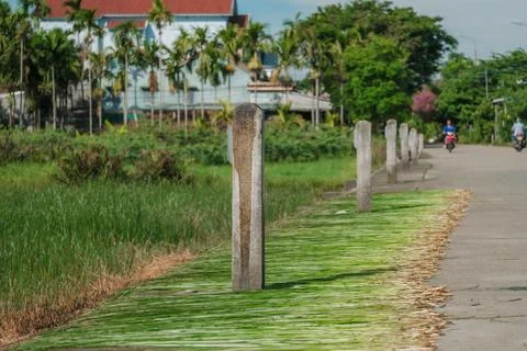Green sedge grass drying on a roadside near concrete pillars Stock-Fotos