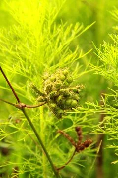 Green Seed Cluster Macro with Soft Foliage Background Stock Photos