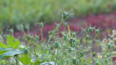 Green Seed Pods Stock Footage 332611489