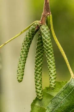 Green seed of a tree in the park Stockfoto's
