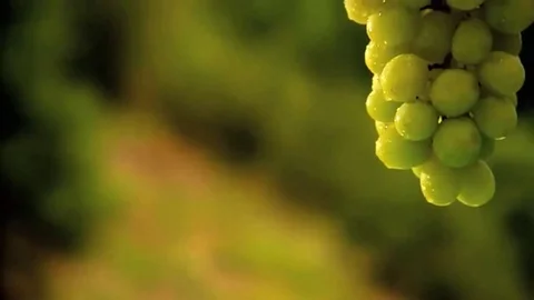 Green seedless grapes on the vine Video stock 98247628