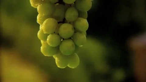 Green seedless grapes on the vine Video stock 98247631