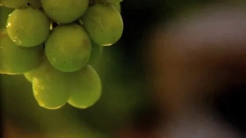 Green seedless grapes on the vine Stock-Footage 98247633