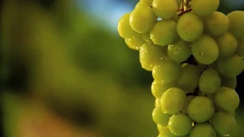 Green seedless grapes on the vine Video stock 98247635
