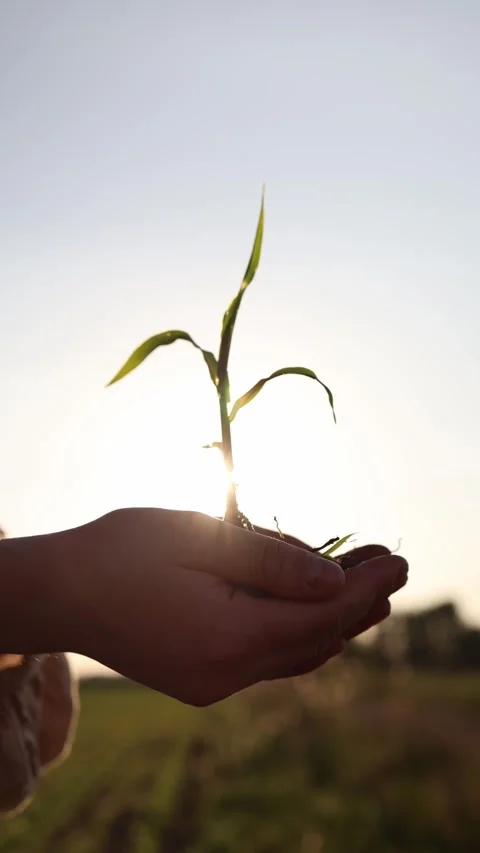 Green seedling in caring hands Stock-Footage 337941245