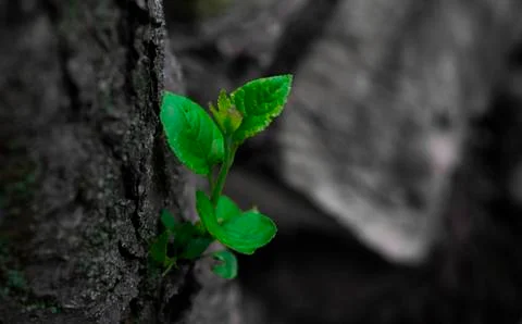Green seedling on a dark tree on a gray background close up Foto stock