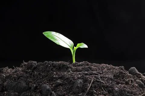Green seedling Stock Photos