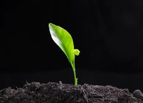 Green seedling Stock Photos