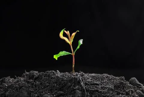 Green seedling Stock Photos