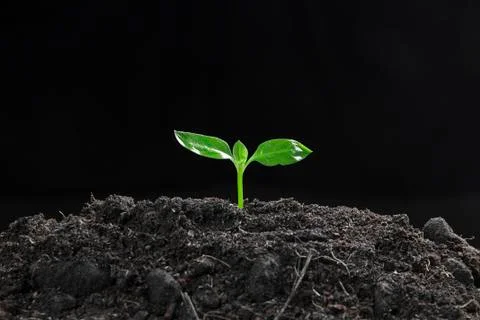 Green seedling Stock Photos