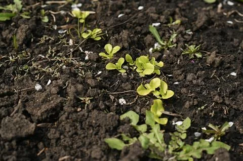 Green seedling row develops in backyard ground. Stock Photos