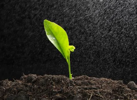 Green seedling with steam Stock Photos