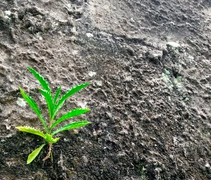 Green Seedling on Stone Surface Stock Photos