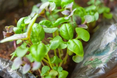Green seedlings of basil in spring Stock Photos