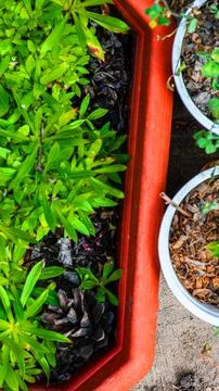 Green seedlings in biodegradable pots . Stock Photos