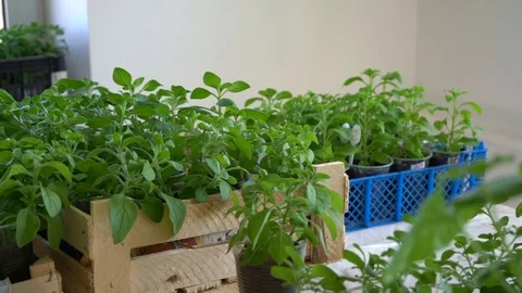Green seedlings in boxes, handheld camera moves 库存影片 107837984