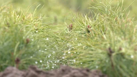 Green seedlings of coniferous trees Video stock 274901822