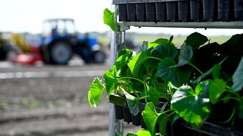 Green seedlings of cucumbers on the tray Stock Footage 270304755