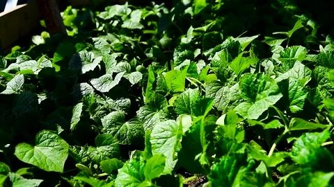 Green seedlings of cucumbers on the tray Vídeos de archivo 271026613