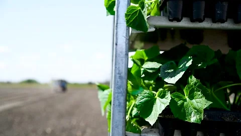Green seedlings of cucumbers on the tray Stock Footage 273197616