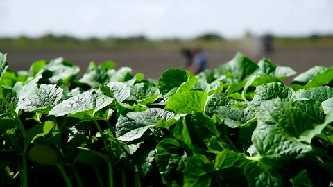 Green seedlings of cucumbers on the tray Stock Footage 273197634