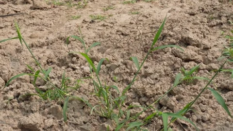 Green Seedlings Stock Footage 333920936