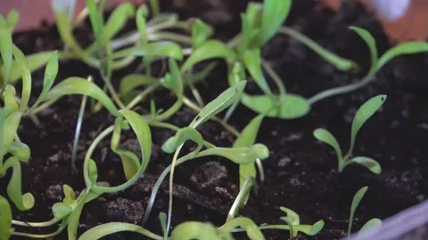 Green seedlings in the ground 4K Stock Footage 274416022