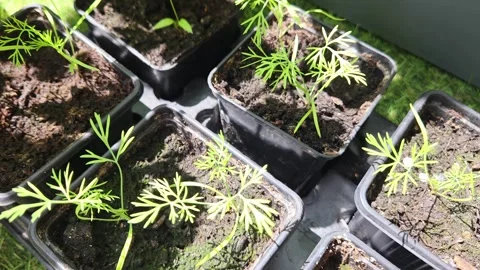 Green seedlings growing in black plastic pots on grass Stock Footage 337967255