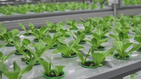 Green seedlings growing in hothouse Stock Footage 156340715