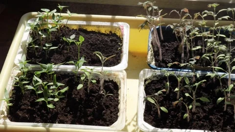 Green seedlings growing in plastic containers with dark soil under sunlight on Video stock 309301577