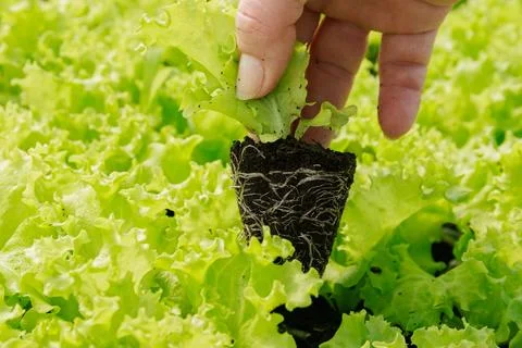 Green seedlings lettuce gradually develop robust root system, anchoring them Stock Photos
