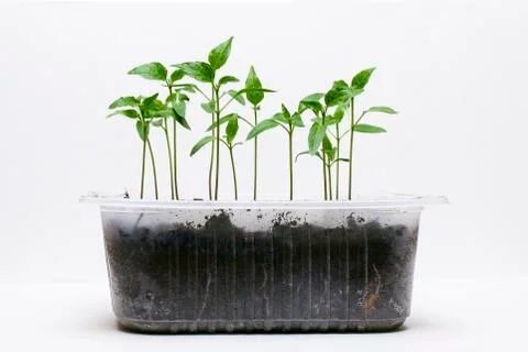 Green Seedlings Stock Photos