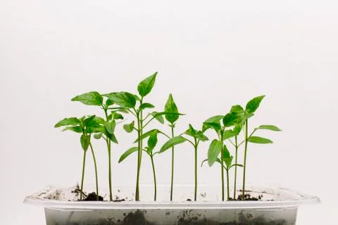 Green Seedlings Stock Photos