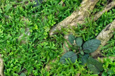 Green seedlings Stock Photos