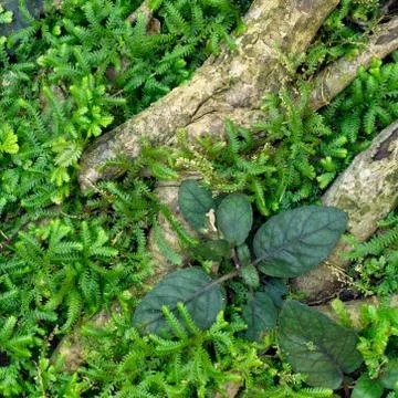 Green seedlings Stock Photos