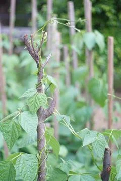 Green seedlings Stock Photos