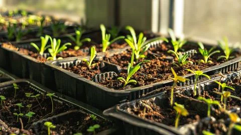 Green seedlings in plastic containers placed near sunny window, prepared for Stock Photos