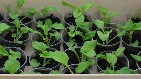 Green seedlings in plastic cups Stock Footage 177507108