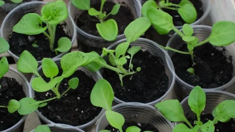 Green seedlings in plastic cups Stock Footage 177507809