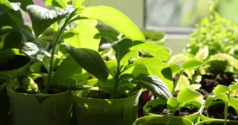 Green seedlings in pots on the window Stock Footage 152900331