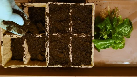 Green seedlings with roots on the background of the table and peat pots with soi Stock Footage 103154215